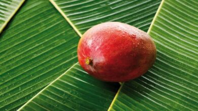 Mango: il frutto tropicale che porta l’estate in giardino