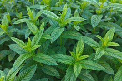 Menta romana: profumo intenso e coltivazione facile per ogni spazio verde