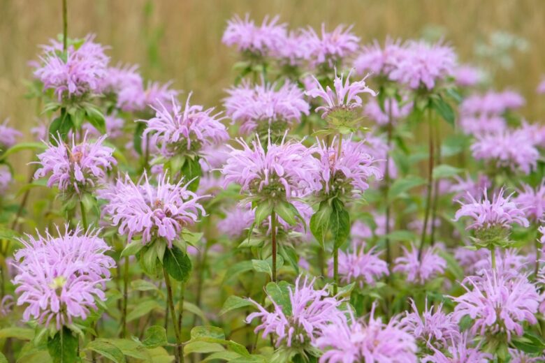 Monarda fistulosa: la perenne aromatica che colora il giardino e attira gli impollinatori