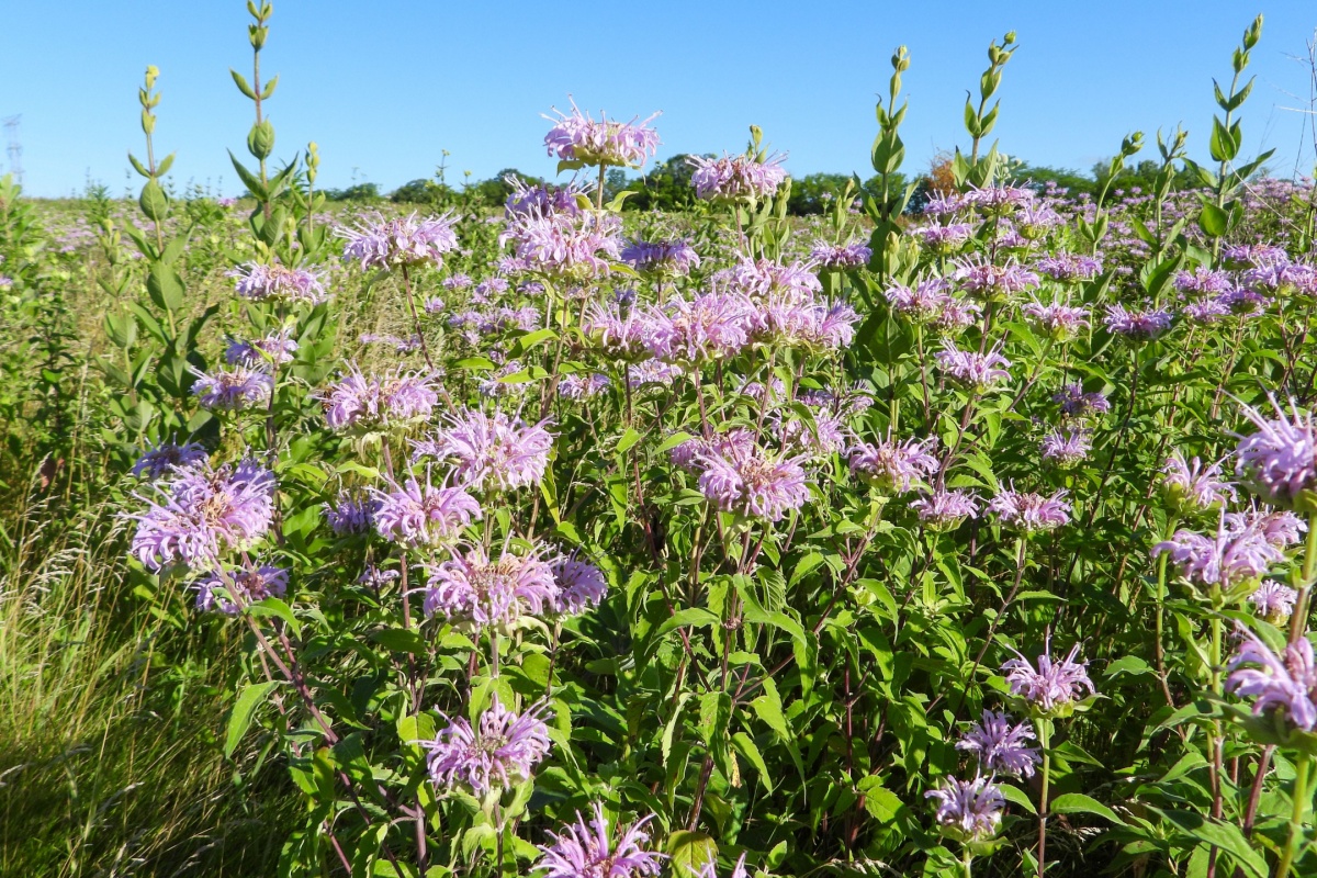 Monarda fistulosa: la perenne aromatica che colora il giardino e attira gli impollinatori
