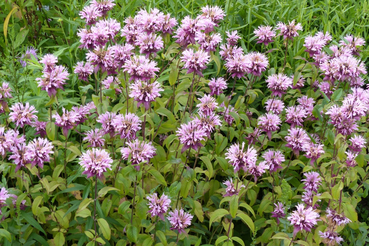 Monarda fistulosa: la perenne aromatica che colora il giardino e attira gli impollinatori