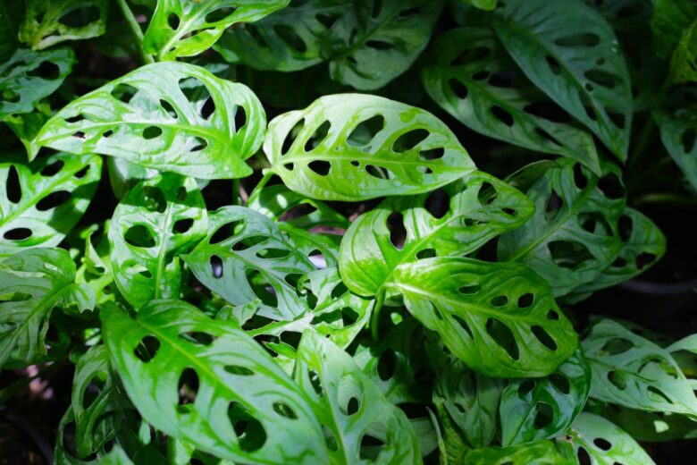 Monstera adansonii: la pianta dalle foglie traforate che conquista ogni ambiente
