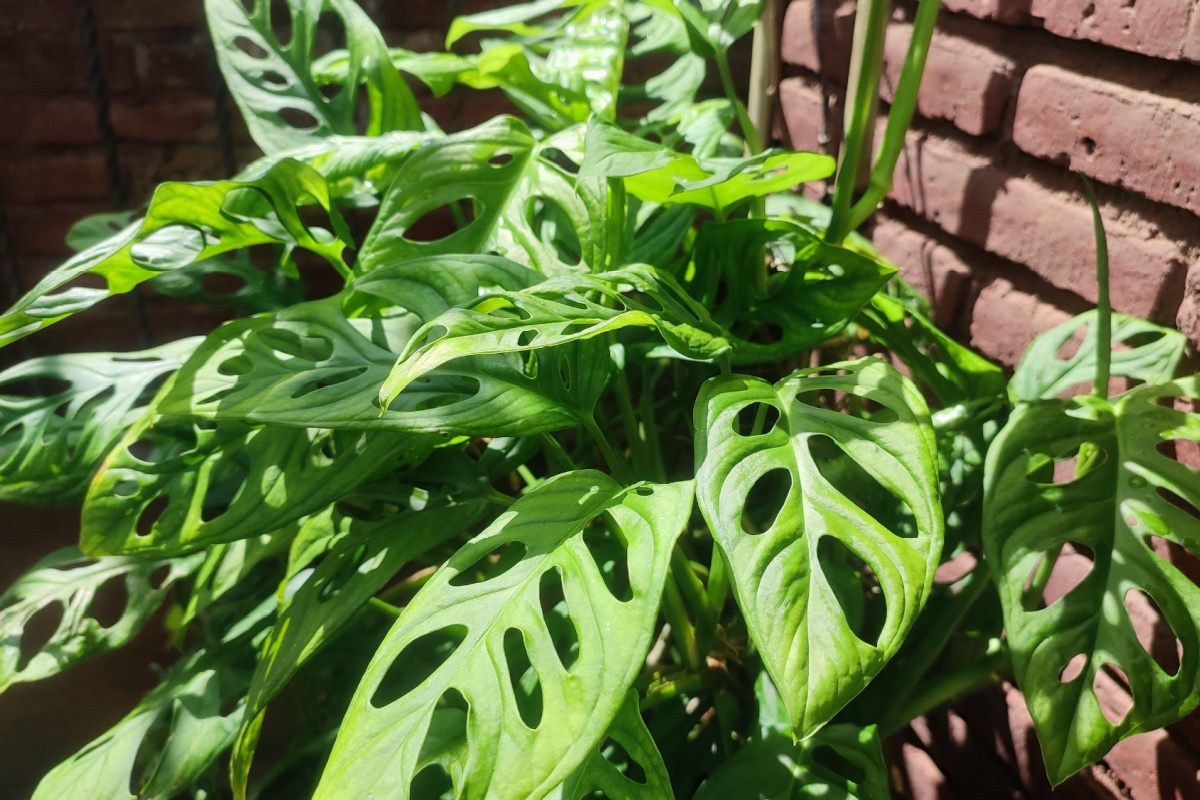Monstera adansonii: la pianta dalle foglie traforate che conquista ogni ambiente