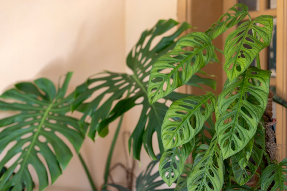 Monstera: la pianta tropicale che porta la giungla in casa