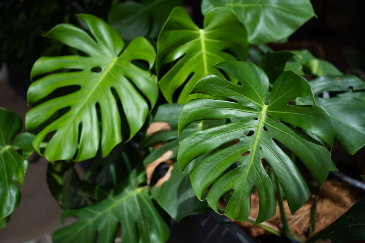 Monstera: la pianta tropicale che porta la giungla in casa