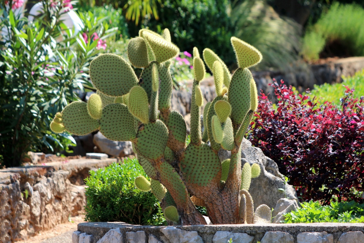 Orecchie di coniglio: il cactus decorativo facile da coltivare