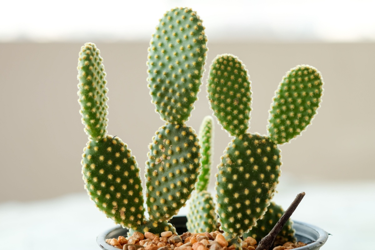 Orecchie di coniglio: il cactus decorativo facile da coltivare