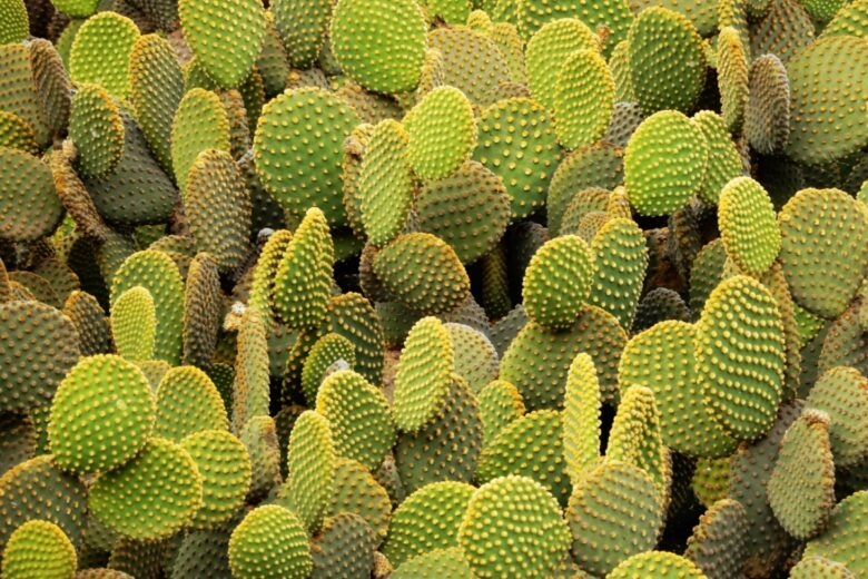 Orecchie di coniglio: il cactus decorativo facile da coltivare