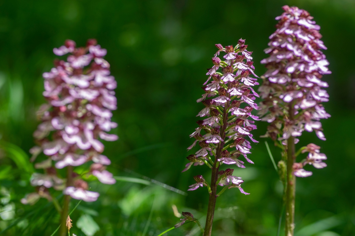 Orchidea maggiore: eleganza spontanea tra i prati primaverili Orchidea maggiore: eleganza spontanea tra i prati primaverili