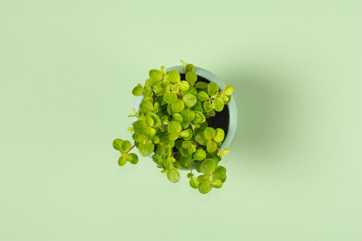 Pepe nano: la pianta ricadente perfetta per piccoli spazi