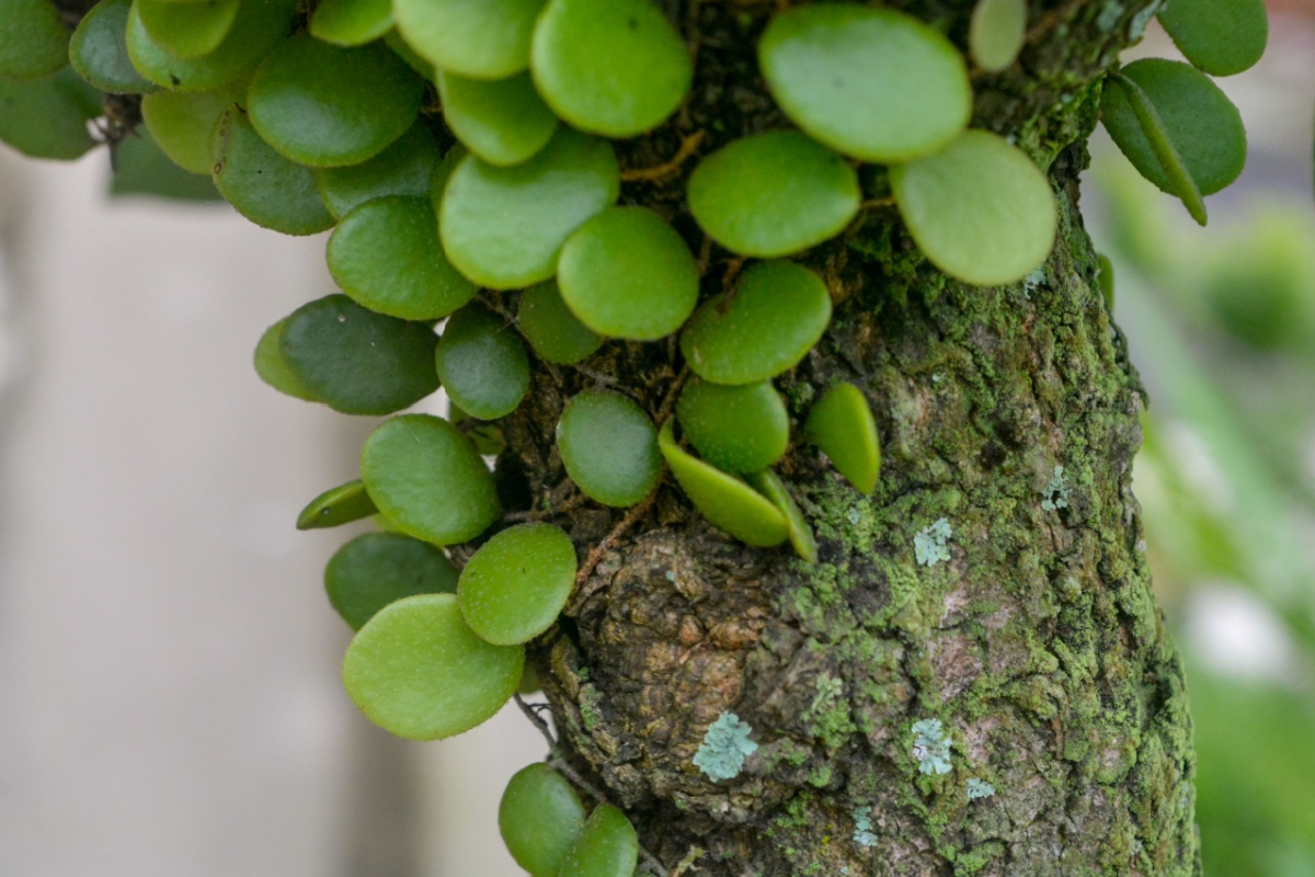 Pepe nano: la pianta ricadente perfetta per piccoli spazi