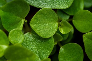 Pepe nano: la pianta ricadente perfetta per piccoli spazi