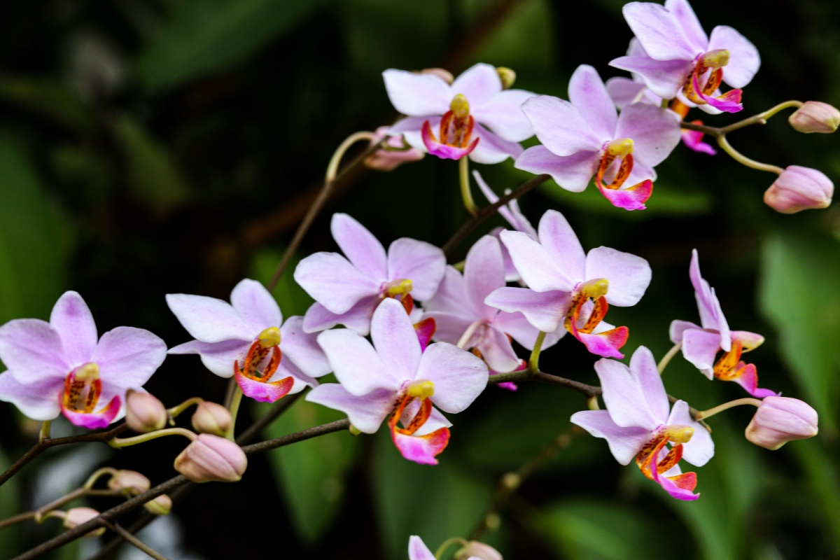 Orchidea farfalla: l’orchidea elegante che illumina la casa