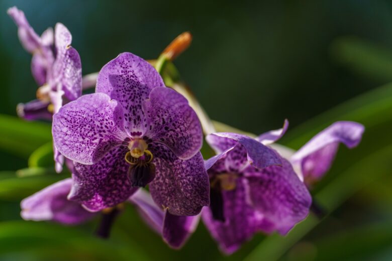 Orchidea farfalla: l’orchidea elegante che illumina la casa