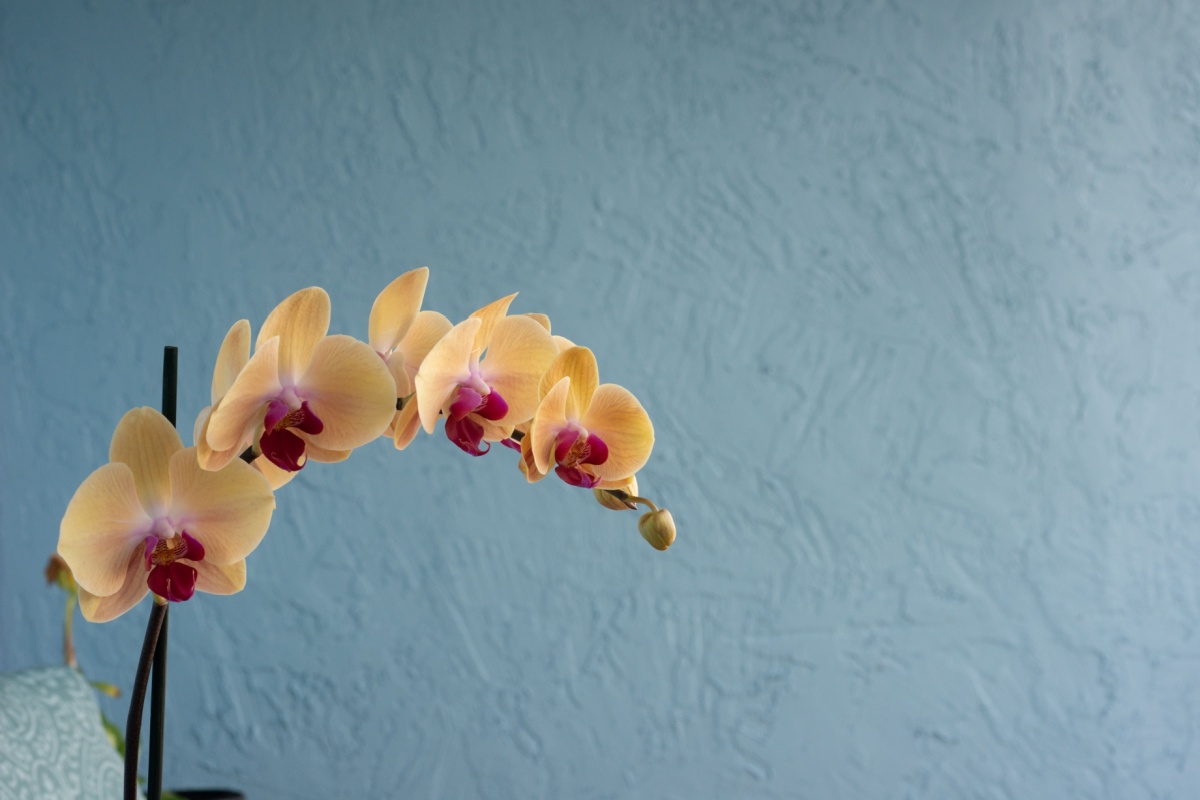 Orchidea farfalla: l’orchidea elegante che illumina la casa
