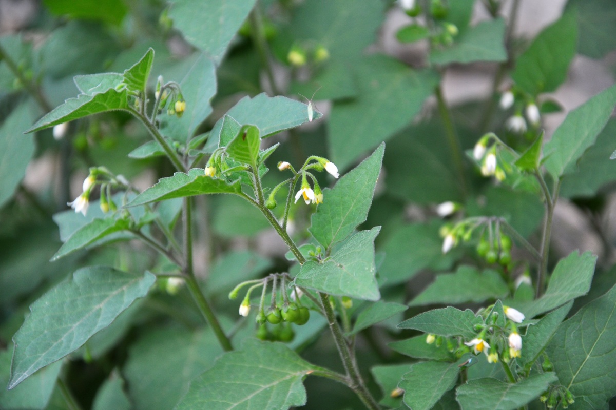 Morella comune: conoscere e coltivare una pianta spontanea ricca di curiosità