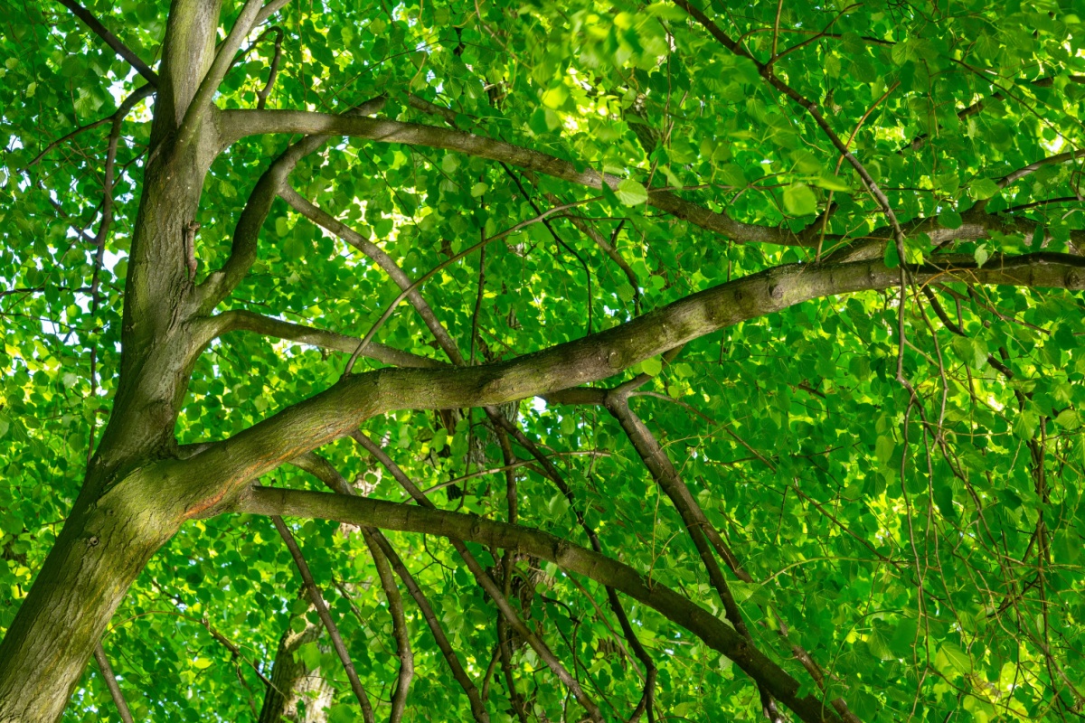 Olmo americano: il gigante elegante che dona ombra e carattere al giardino Olmo americano: il gigante elegante che dona ombra e carattere al giardino
