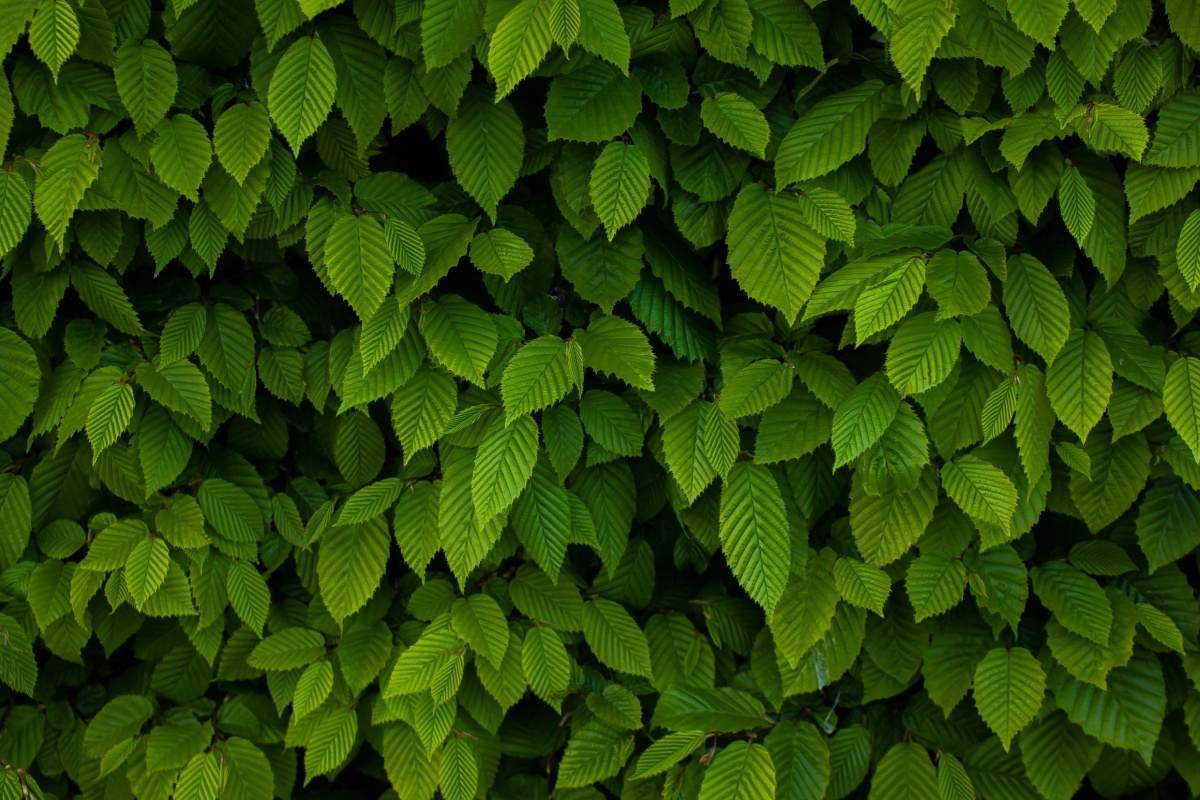 Olmo siberiano: l’albero resistente e versatile per ogni giardino Olmo siberiano: l’albero resistente e versatile per ogni giardino