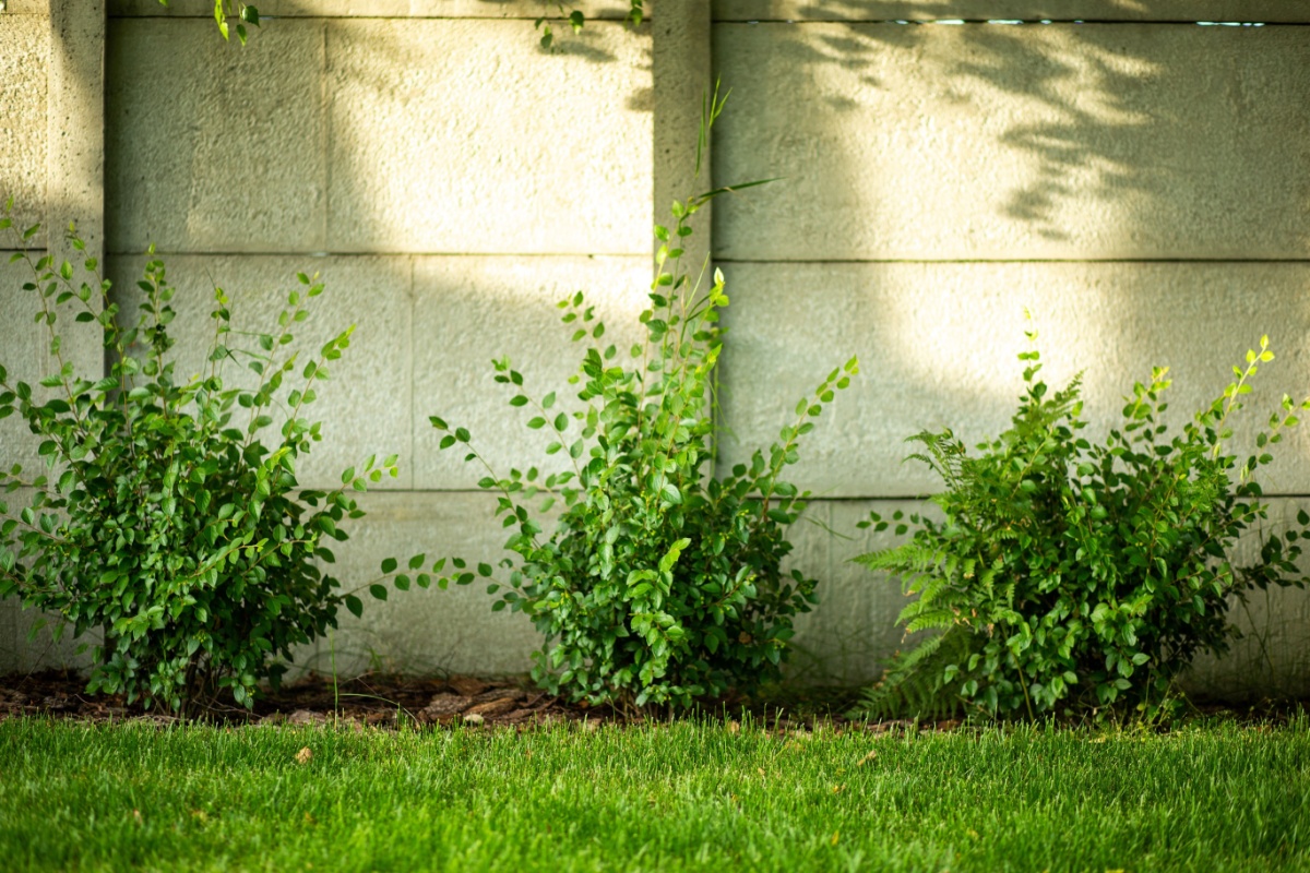 Olmo siberiano: l’albero resistente e versatile per ogni giardino Olmo siberiano: l’albero resistente e versatile per ogni giardino
