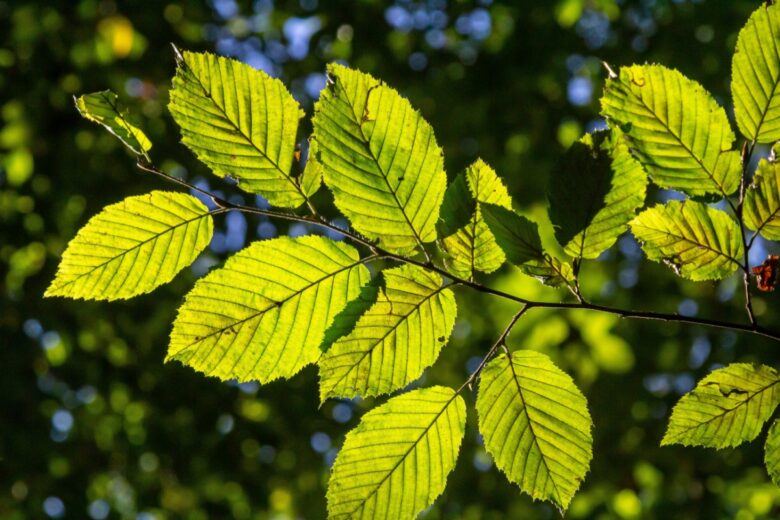 Olmo siberiano: l’albero resistente e versatile per ogni giardino