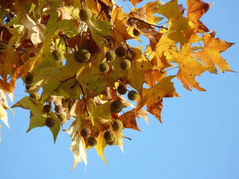 Platano occidentale: l’albero maestoso che dona ombra e carattere al paesaggio
