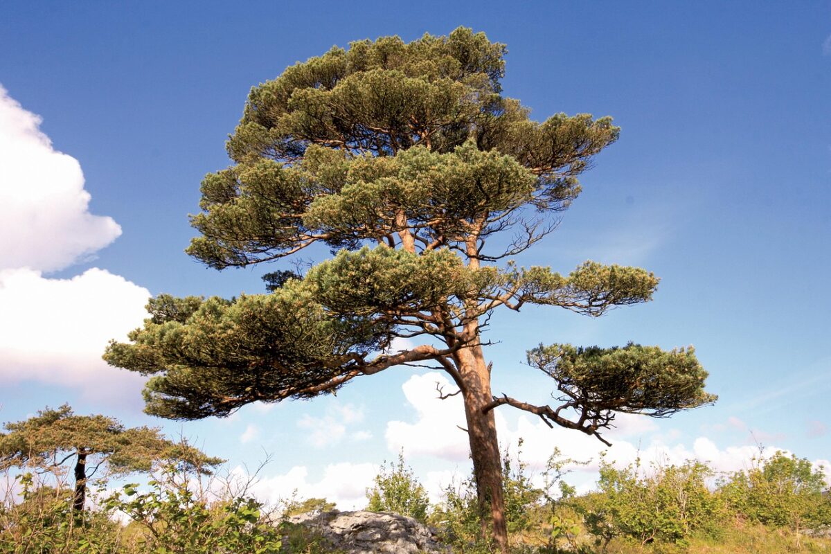 Pino strobo: l’elegante conifera nordamericana dal portamento maestoso Pino strobo: l’elegante conifera nordamericana dal portamento maestoso