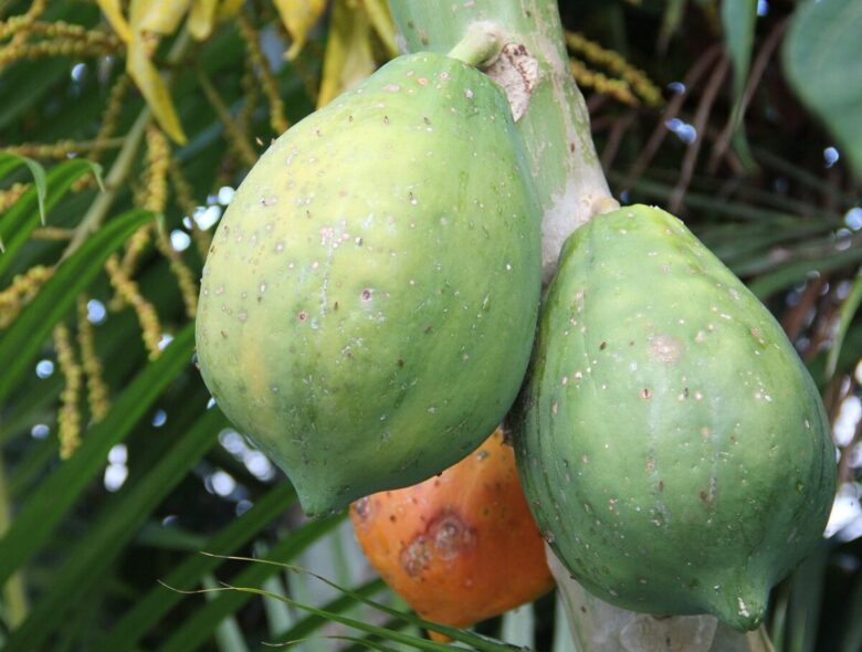 Papaya: il frutto tropicale che puoi coltivare anche in casa