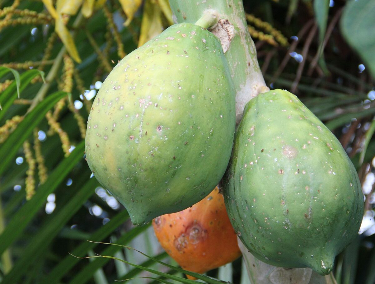 Papaya: il frutto tropicale che puoi coltivare anche in casa Papaya: il frutto tropicale che puoi coltivare anche in casa