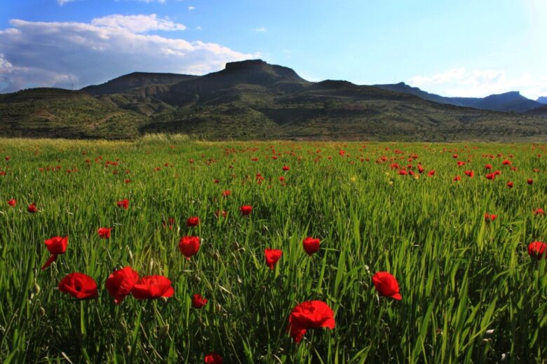 Papavero comune: il fiore rosso dei campi facile da coltivare