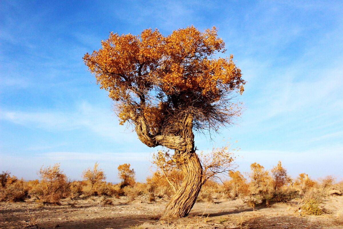 Pioppo deltoide: l’albero veloce che porta ombra e natura nei grandi spazi Pioppo deltoide: l’albero veloce che porta ombra e natura nei grandi spazi