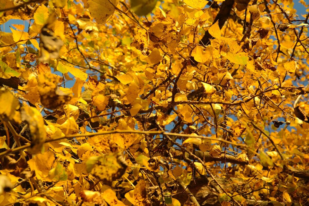 Pioppo deltoide: l’albero veloce che porta ombra e natura nei grandi spazi Pioppo deltoide: l’albero veloce che porta ombra e natura nei grandi spazi