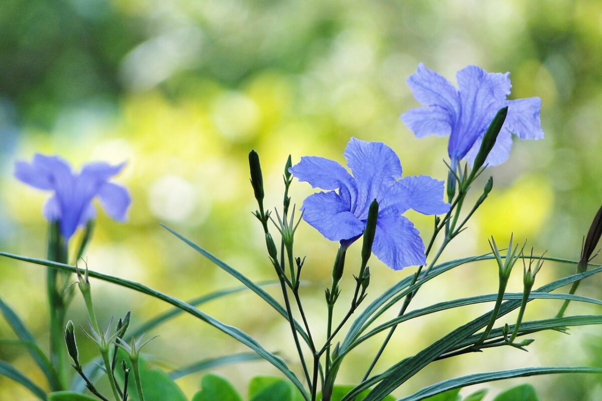 Petunia messicana: la pianta resistente che regala fiori viola per tutta l’estate Petunia messicana: la pianta resistente che regala fiori viola per tutta l’estate
