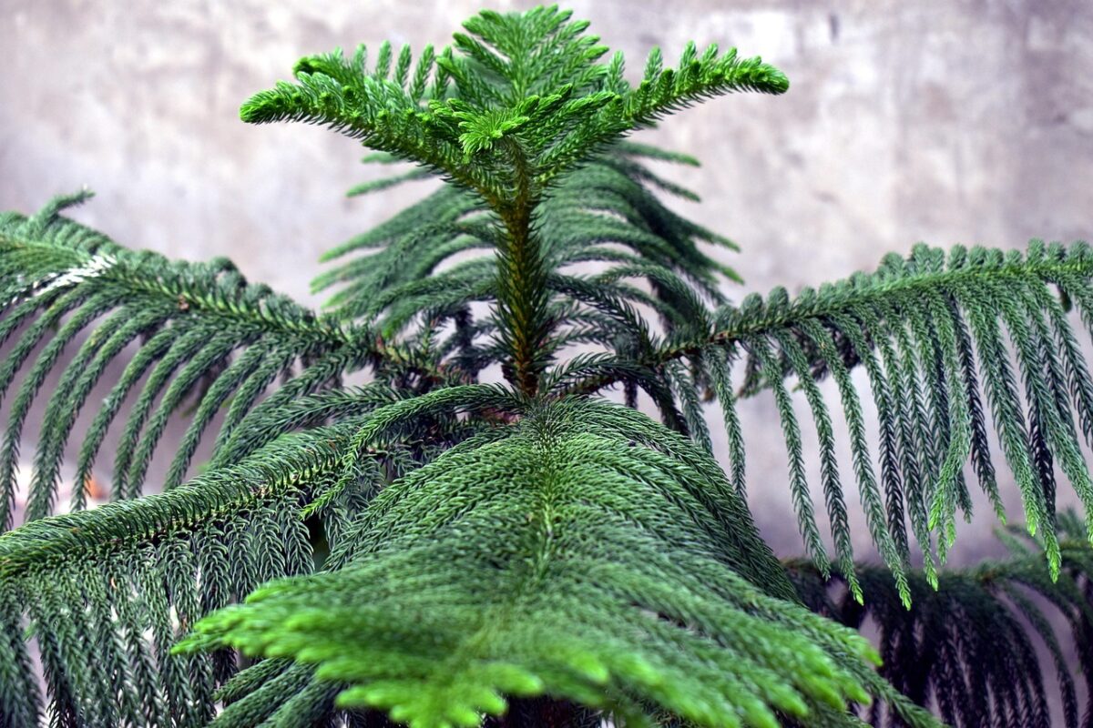 Pino di Norfolk: l’eleganza tropicale che arreda casa e giardino Pino di Norfolk: l’eleganza tropicale che arreda casa e giardino