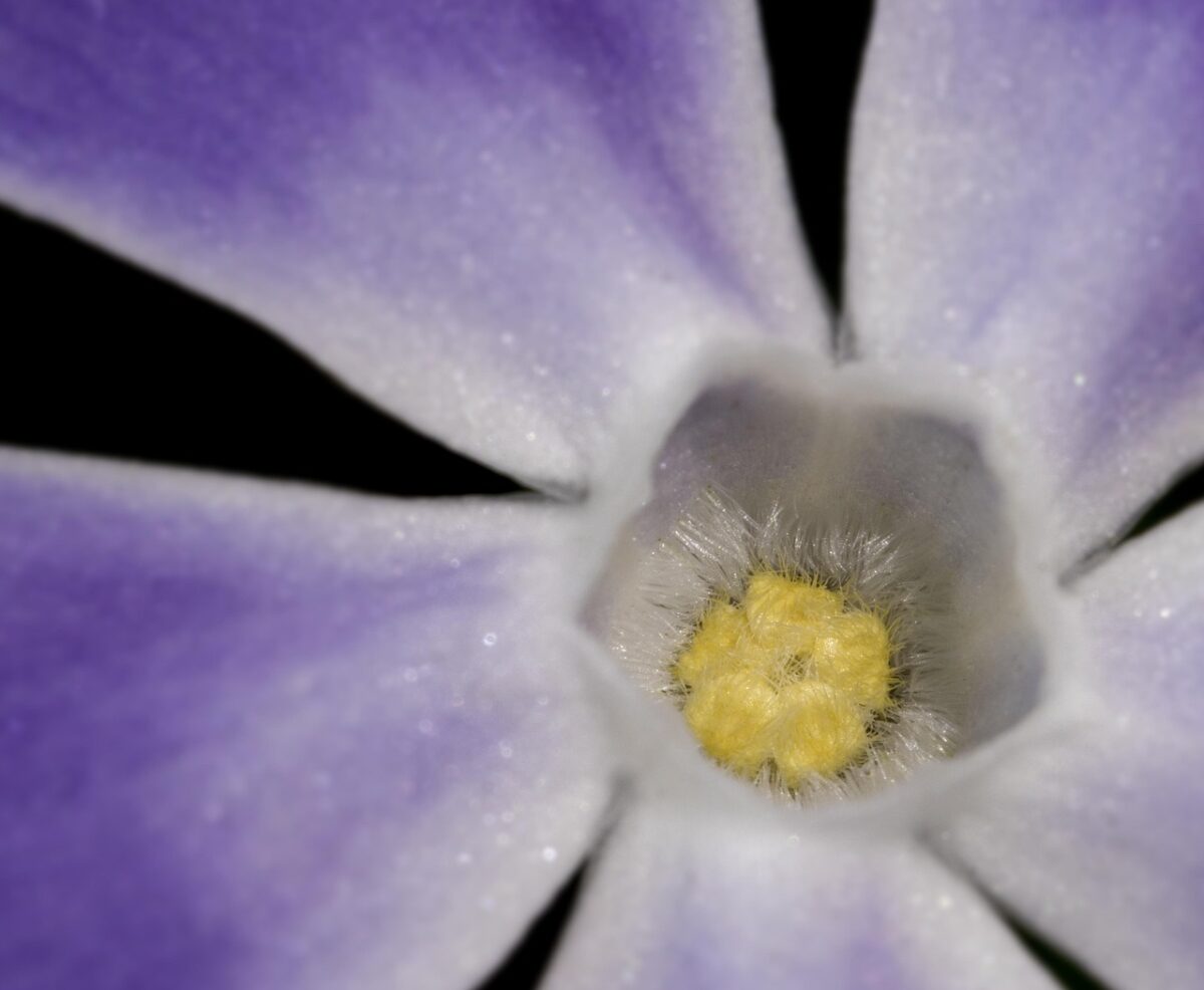 Pervinca maggiore: la pianta sempreverde che colora il giardino tutto l’anno Pervinca maggiore: la pianta sempreverde che colora il giardino tutto l’anno