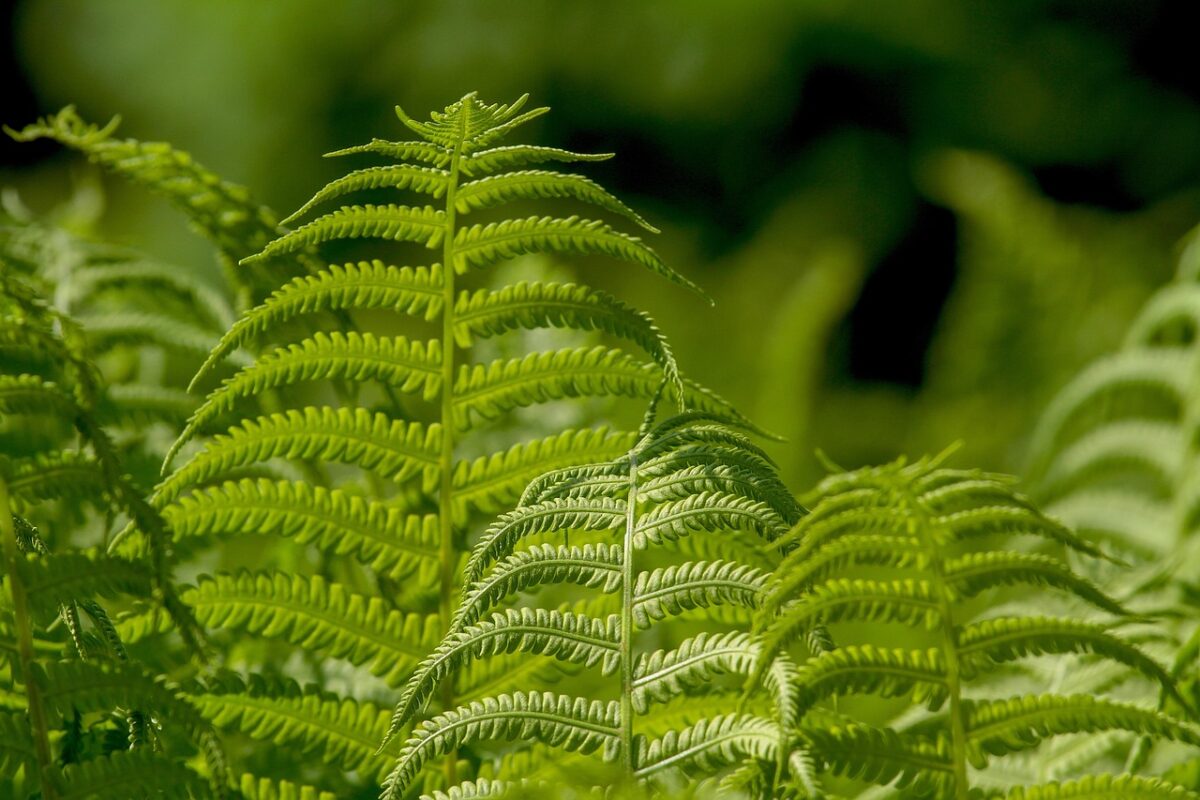 Pittosporo: la pianta sempreverde ideale per siepi eleganti e profumate Pittosporo: la pianta sempreverde ideale per siepi eleganti e profumate