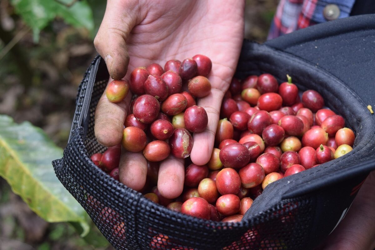Pianta del caffè: come coltivarla in casa e farla crescere rigogliosa Pianta del caffè: come coltivarla in casa e farla crescere rigogliosa