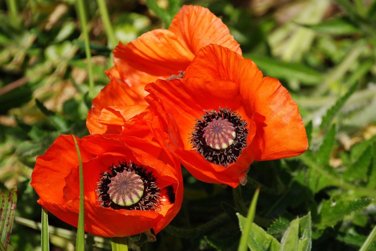 Papavero comune: il fiore rosso dei campi facile da coltivare