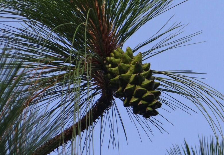 Pino strobo: l’elegante conifera nordamericana dal portamento maestoso