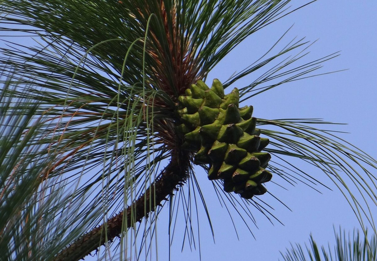 Pino strobo: l’elegante conifera nordamericana dal portamento maestoso Pino strobo: l’elegante conifera nordamericana dal portamento maestoso
