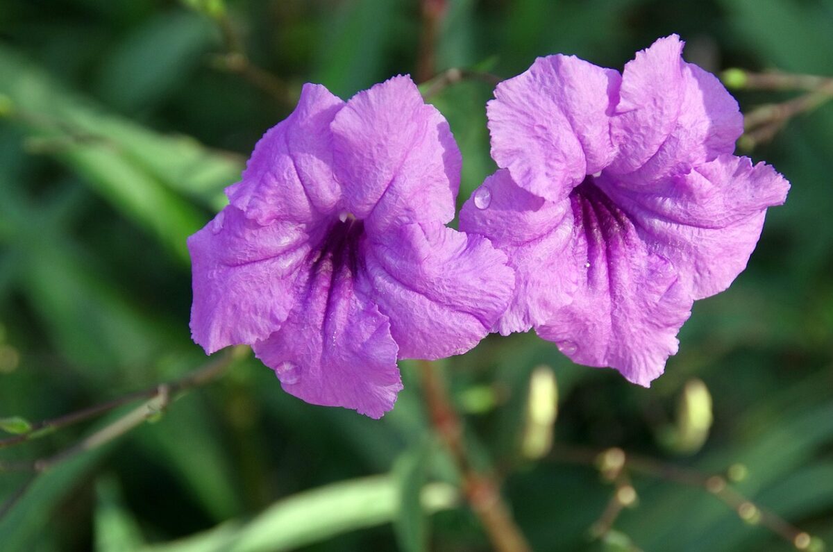 Petunia messicana: la pianta resistente che regala fiori viola per tutta l’estate Petunia messicana: la pianta resistente che regala fiori viola per tutta l’estate