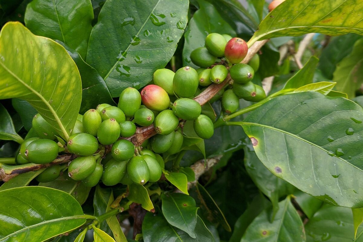 Pianta del caffè: come coltivarla in casa e farla crescere rigogliosa Pianta del caffè: come coltivarla in casa e farla crescere rigogliosa
