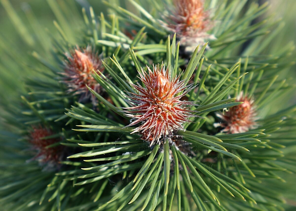 Pino strobo: l’elegante conifera nordamericana dal portamento maestoso Pino strobo: l’elegante conifera nordamericana dal portamento maestoso