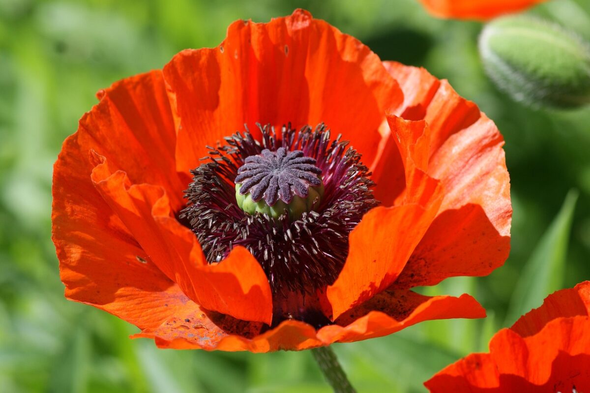 Papavero comune: il fiore rosso dei campi facile da coltivare