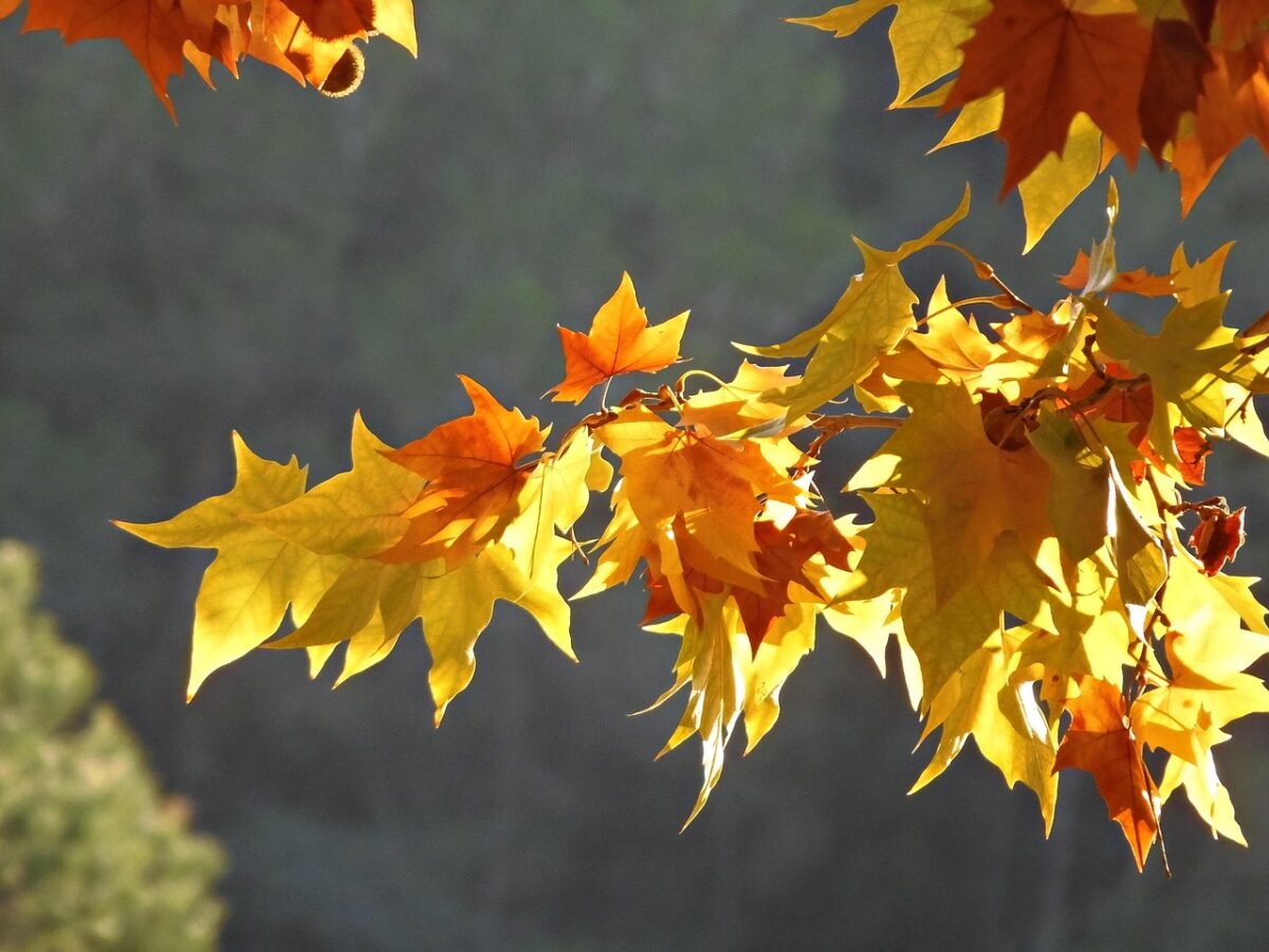 Platano occidentale: l’albero maestoso che dona ombra e carattere al paesaggio