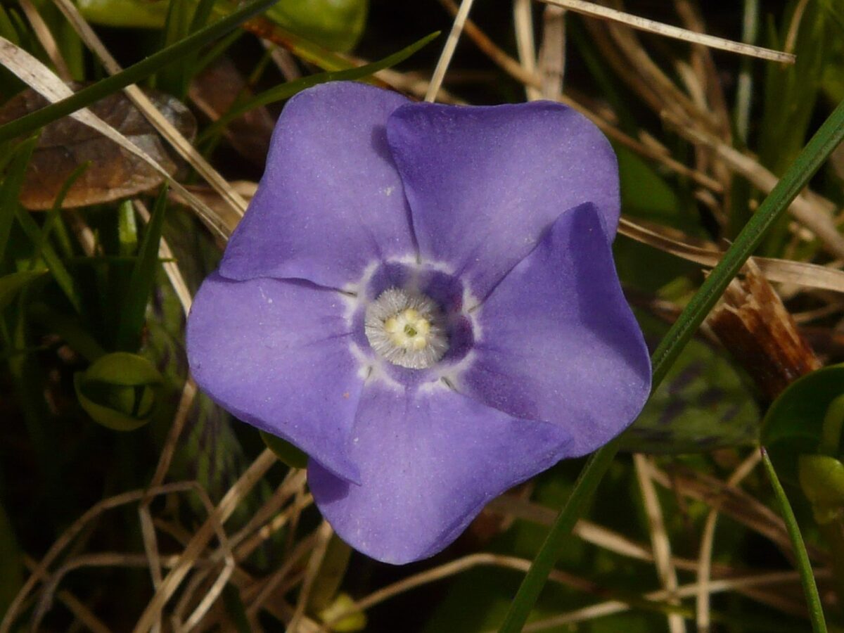 Pervinca maggiore: la pianta sempreverde che colora il giardino tutto l’anno Pervinca maggiore: la pianta sempreverde che colora il giardino tutto l’anno