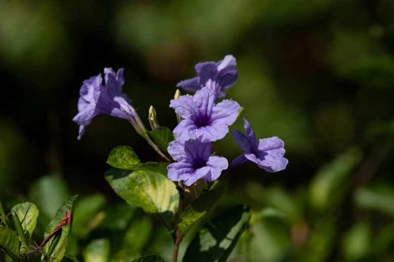 Petunia messicana: la pianta resistente che regala fiori viola per tutta l’estate
