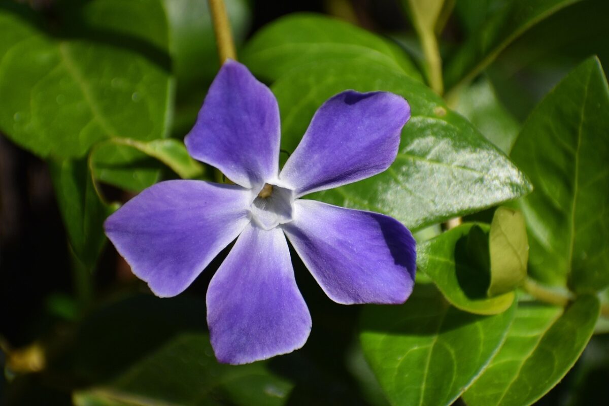 Pervinca maggiore: la pianta sempreverde che colora il giardino tutto l’anno Pervinca maggiore: la pianta sempreverde che colora il giardino tutto l’anno
