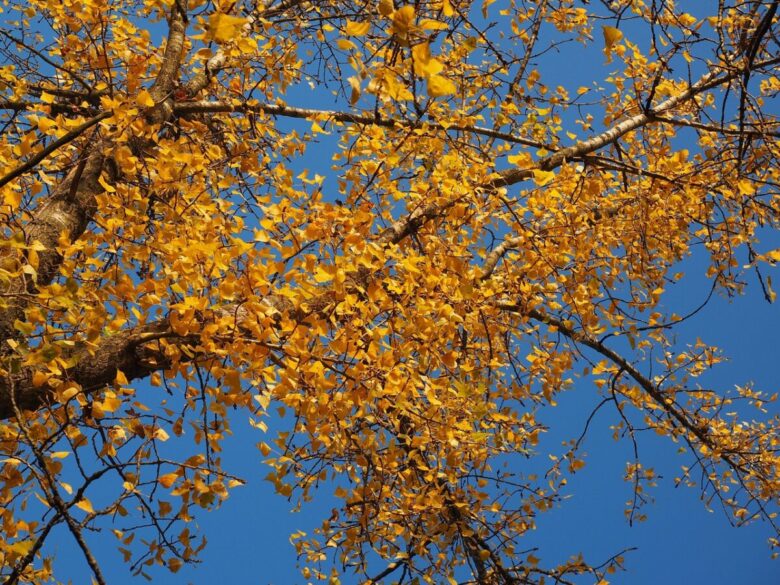 Pioppo deltoide: l’albero veloce che porta ombra e natura nei grandi spazi