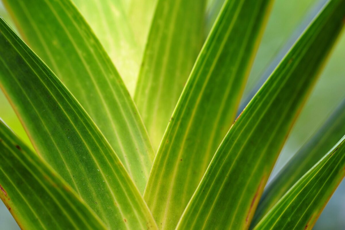 Pittosporo: la pianta sempreverde ideale per siepi eleganti e profumate Pittosporo: la pianta sempreverde ideale per siepi eleganti e profumate