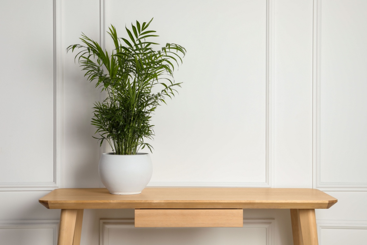 Palma da gatto: la pianta tropicale elegante e facile da coltivare in casa Palma da gatto: la pianta tropicale elegante e facile da coltivare in casa